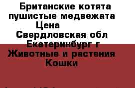 Британские котята-пушистые медвежата › Цена ­ 3 500 - Свердловская обл., Екатеринбург г. Животные и растения » Кошки   